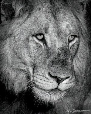 Monochrome Lion Portrait
