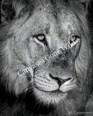 Monochrome Lion Portrait. Monochrome Lion Portrait