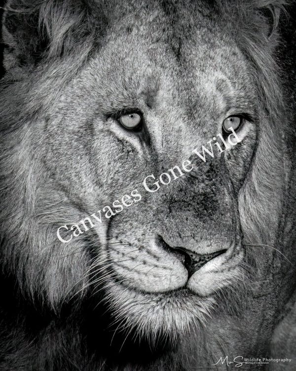 Monochrome Lion Portrait