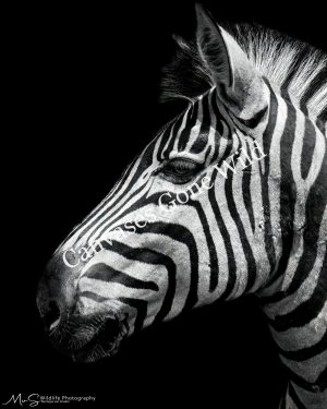 Monochrome Stripes. Monochrome Stripes