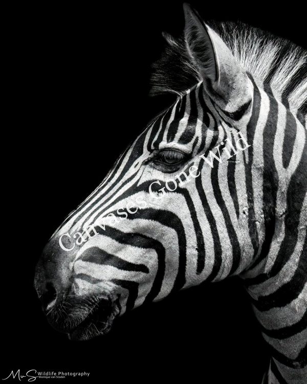 Monochrome Stripes