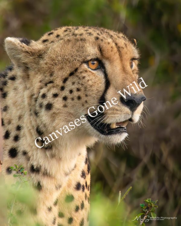 Portrait of a Hunting Cheetah