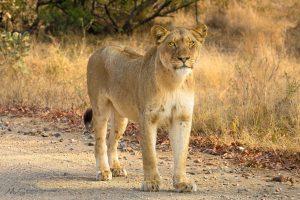 Proud lioness on the Savannah Road