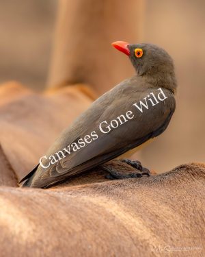 Red-billed Oxpecker