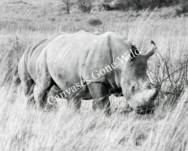 Rhino in the open savannah
