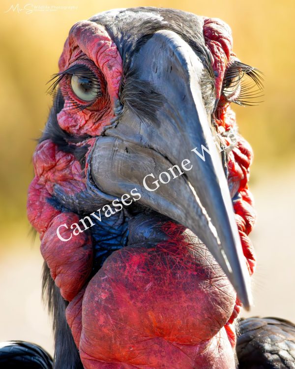 Southern Ground-Hornbill