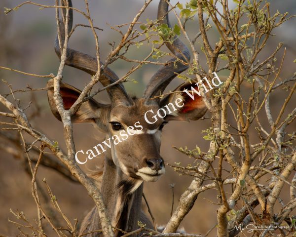 The Kudu's Window