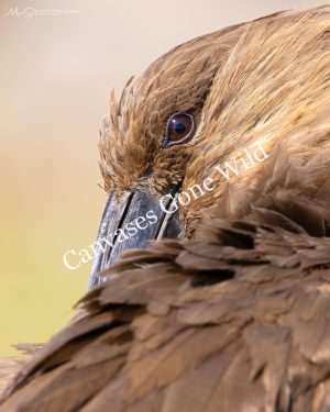 The Mesmerizing Eye of the Hamerkop