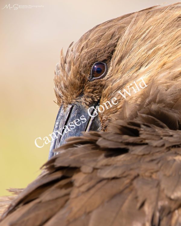 The Mesmerizing Eye of the Hamerkop