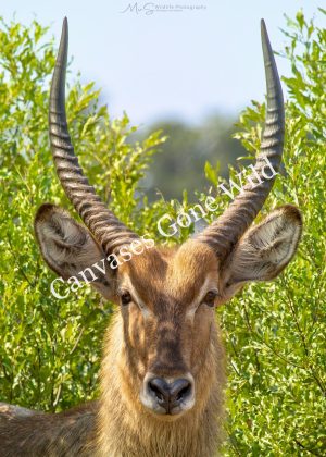 Waterbuck Portrait