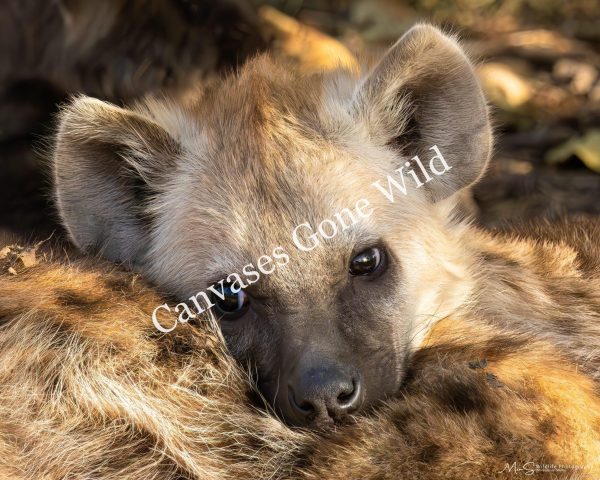 Wild little Cutie