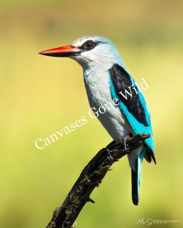 Woodland Kingfisher