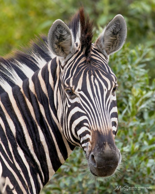 Zebra Close-up