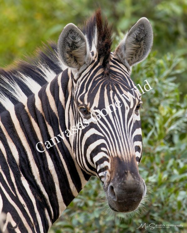 Zebra Close-up