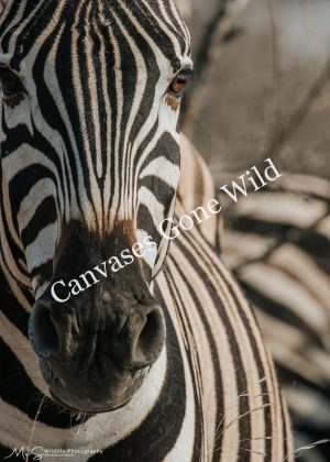 Zebra-Portrait in the wild. Zebra-Portrait in the wild