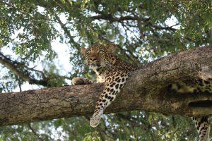 Leopard_05_Connor