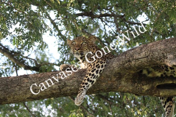 Leopard_05_Connor