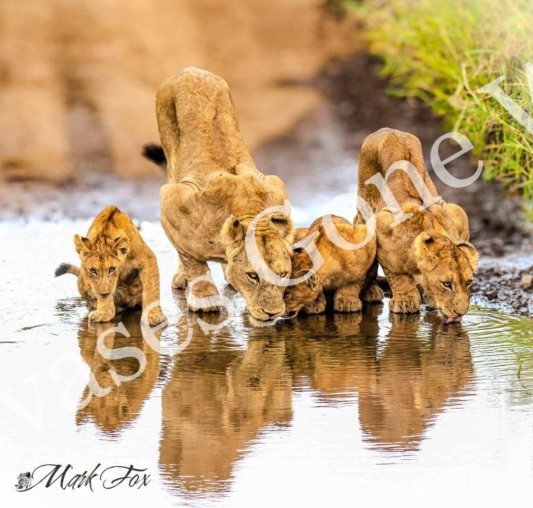 Lion_01_Mark Fox