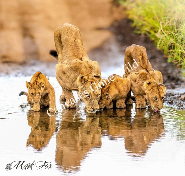 Lion_01_Mark Fox