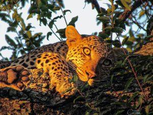 4CF3978E-4B6E-4ACA-80B4-9D9A8252B623 Leopard_04_Connor