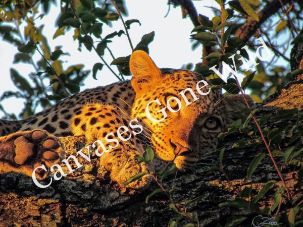 Leopard_04_Connor