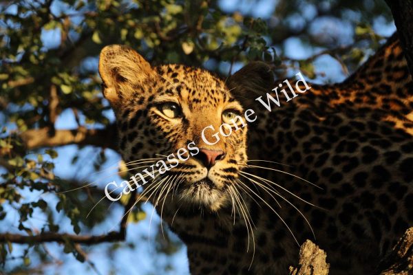 Leopard_26_Connor