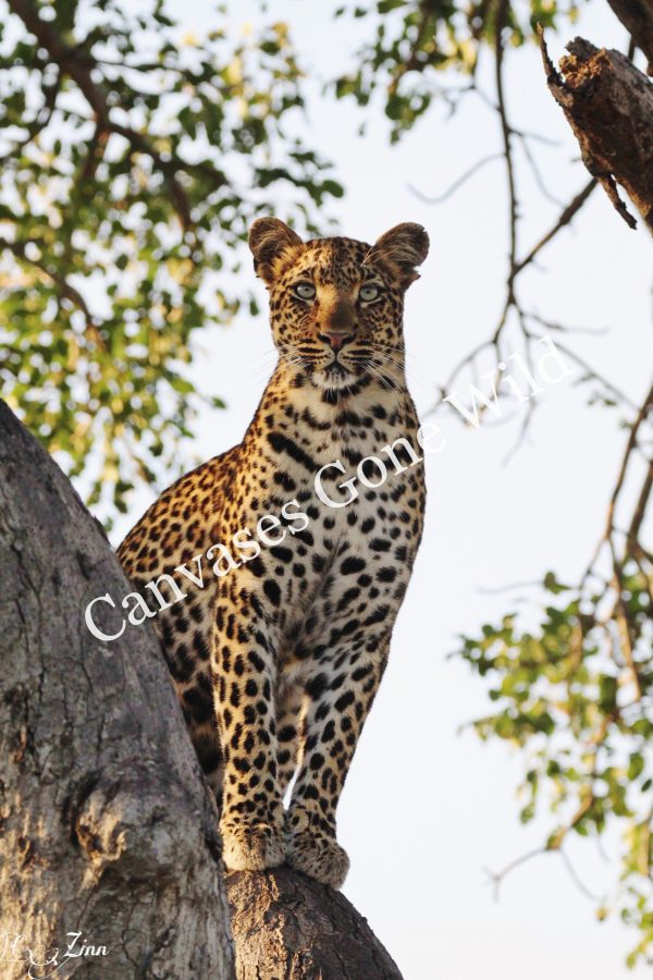 Leopard_06_Connor