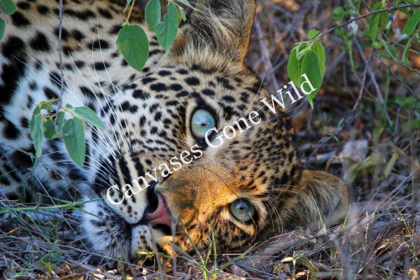 Leopard_14_Connor