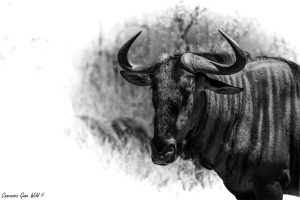 Wildebeest_01_CGW