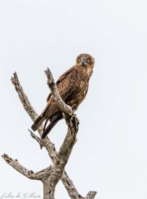Brown snake eagle_004 Brown Snake Eagle_01_Lukas du Plessis