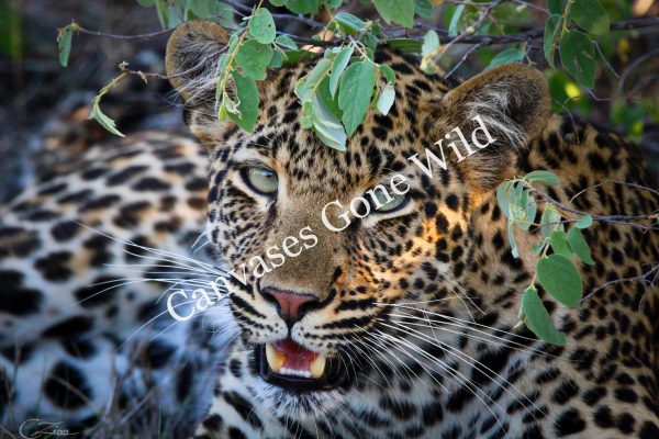 Leopard_07_Connor