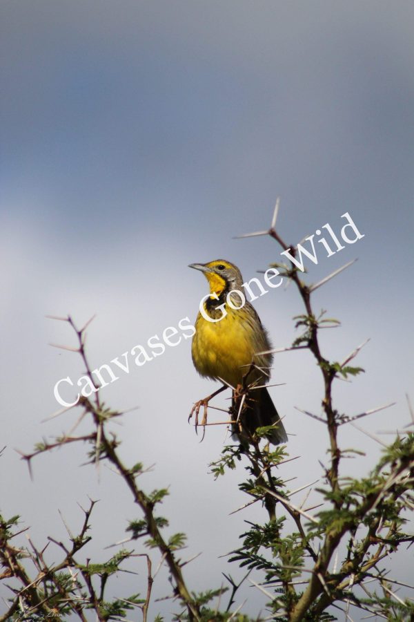 Yellow-Throated Longclaw_01_Connor