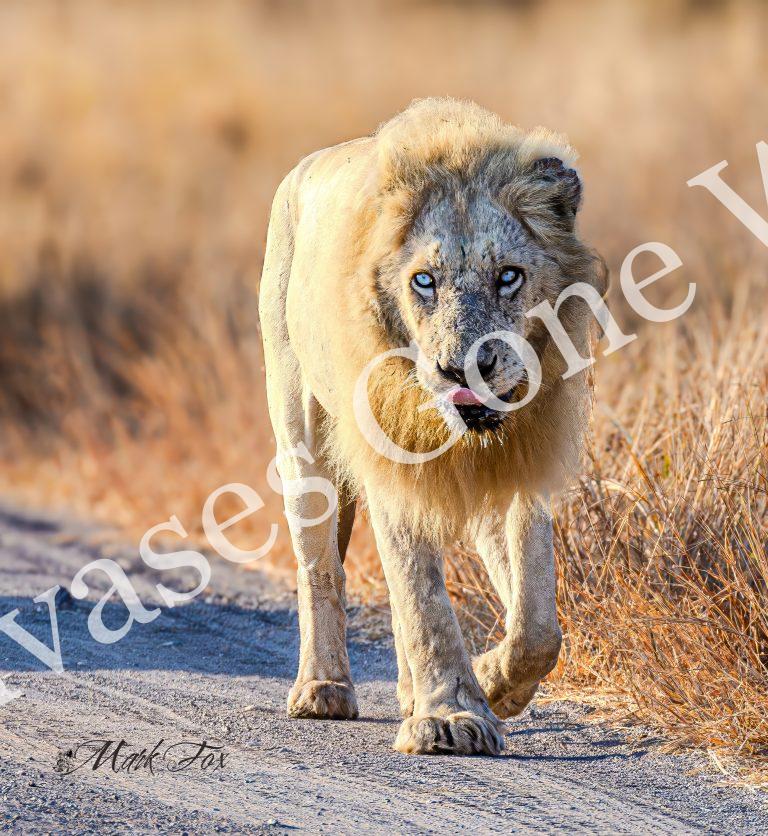 Lion_05_Mark Fox