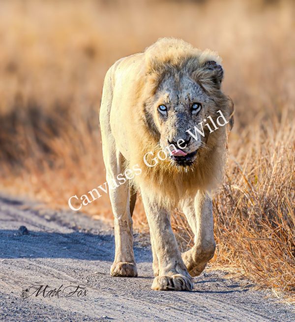 Lion_05_Mark Fox