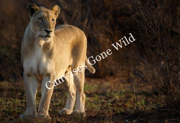 CvW-Blue eyed beauty