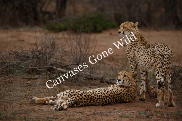 CvW-Cheetah duo
