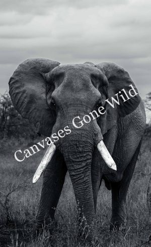 CvW-Elephant B&W CvW-Elephant B&W