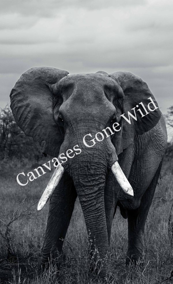 CvW-Elephant B&W
