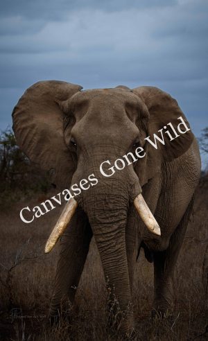 CvW-Elephant colour CvW-Elephant colour