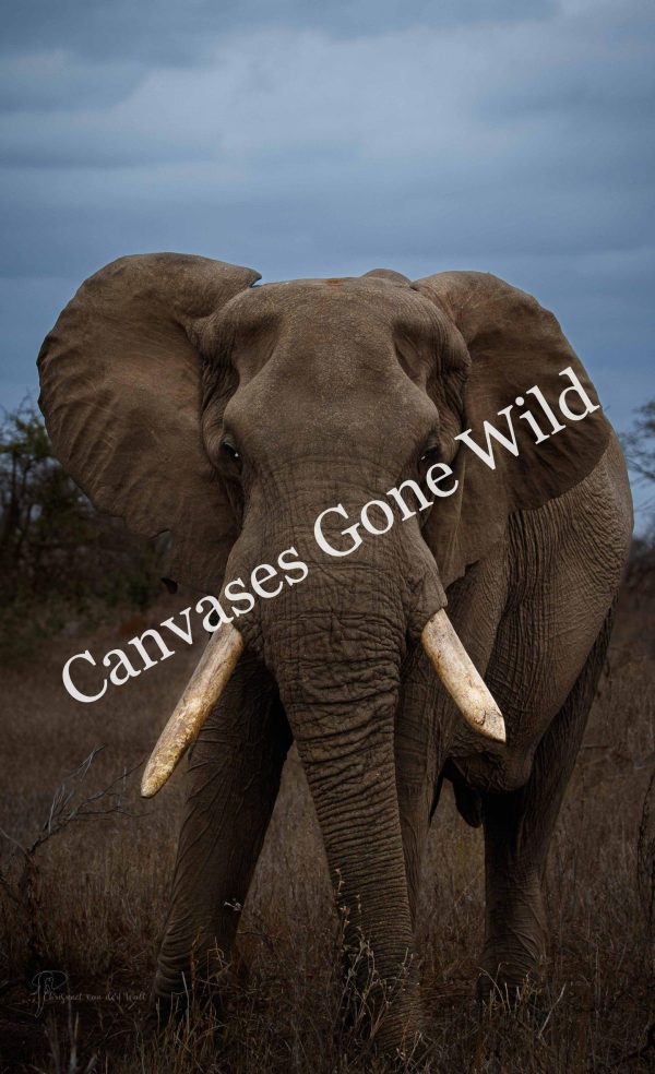 CvW-Elephant colour