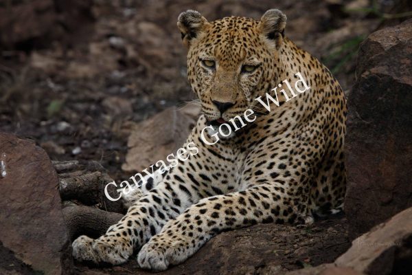CvW-Leopard male