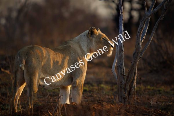 CvW-Lioness at sunrise