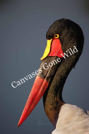 CvW-Saddle-billed stork portrait CvW-Saddle-billed stork portrait