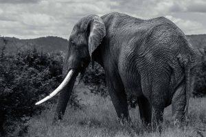 CvW-Tusker B&W