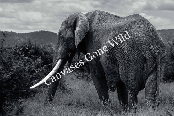 CvW-Tusker B&W