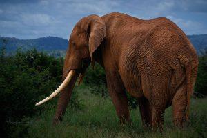 CvW-Tusker colour