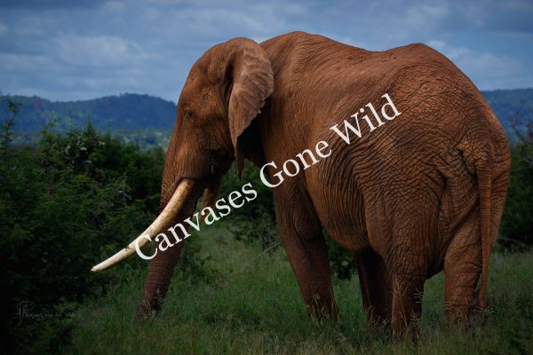 CvW-Tusker colour