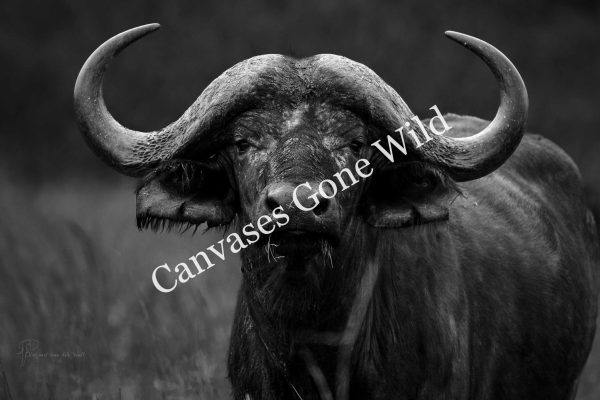 CvW-Widow maker B&W
