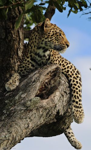 Leopard_08_Connor