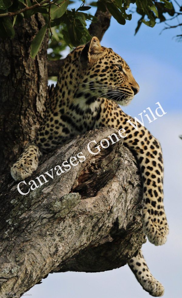 Leopard_08_Connor